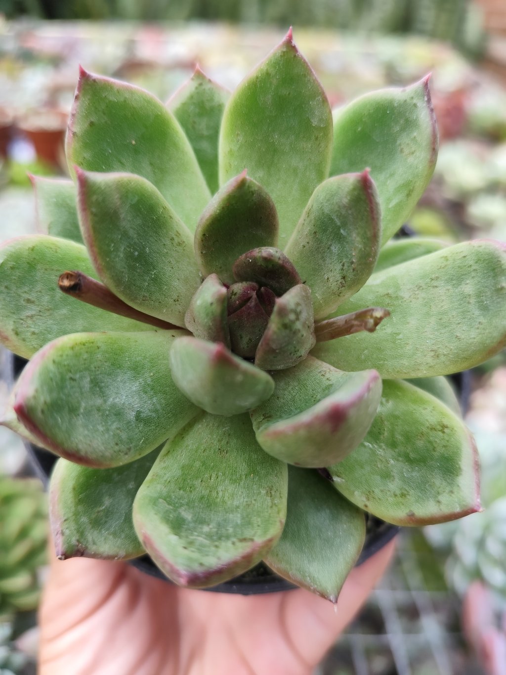 Ebony green