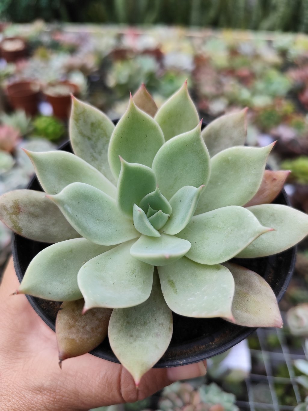 Echeveria wather lily