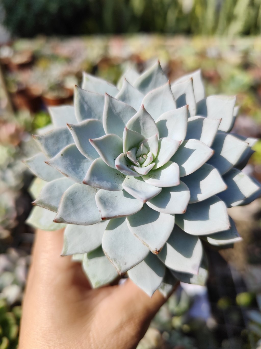 Blue star 