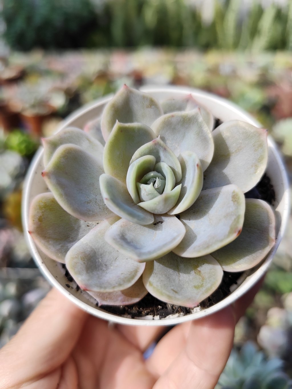 Blue surprise