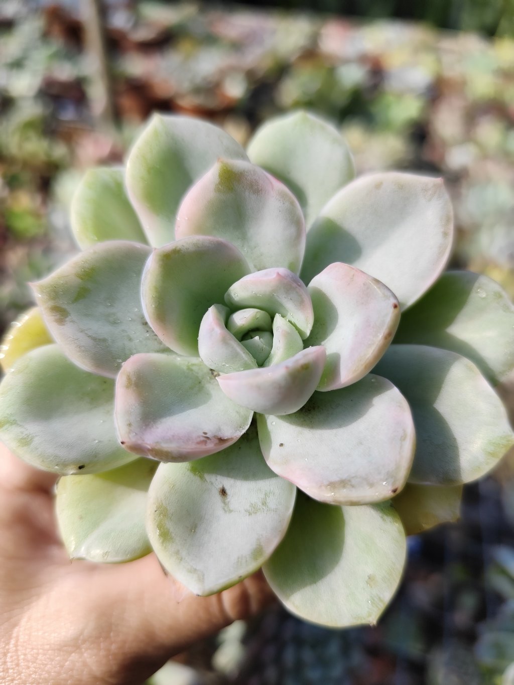 Albicans variegata 