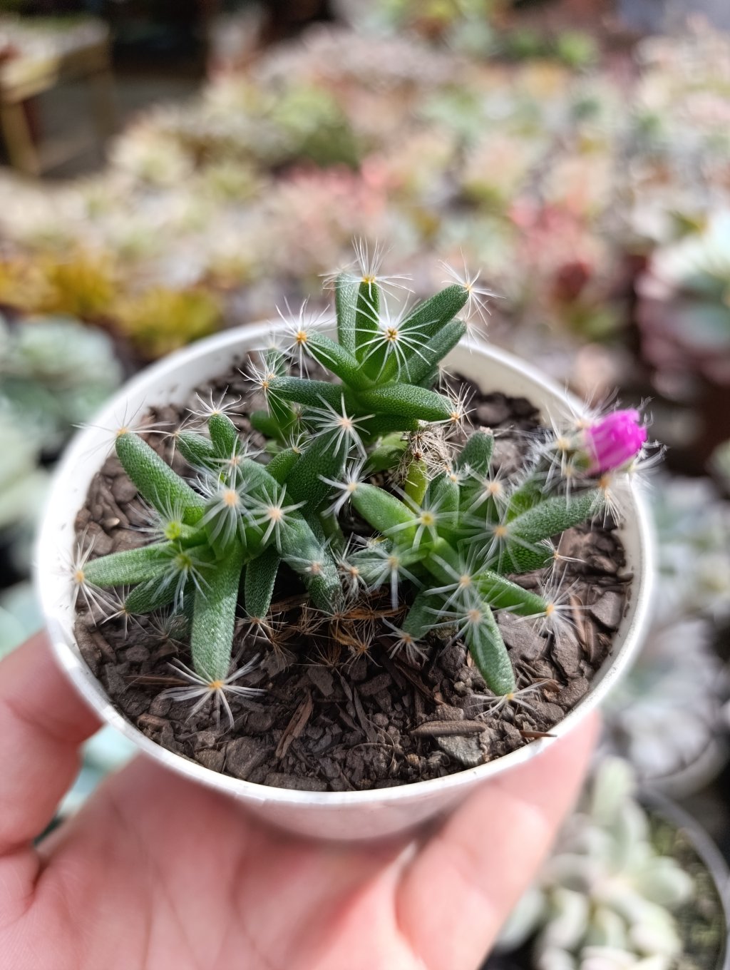 Trichodeadema densun 