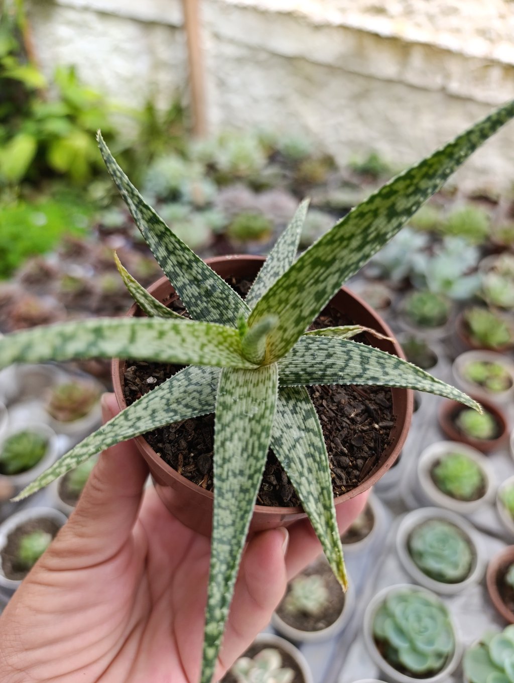 Haworthia Rauhii