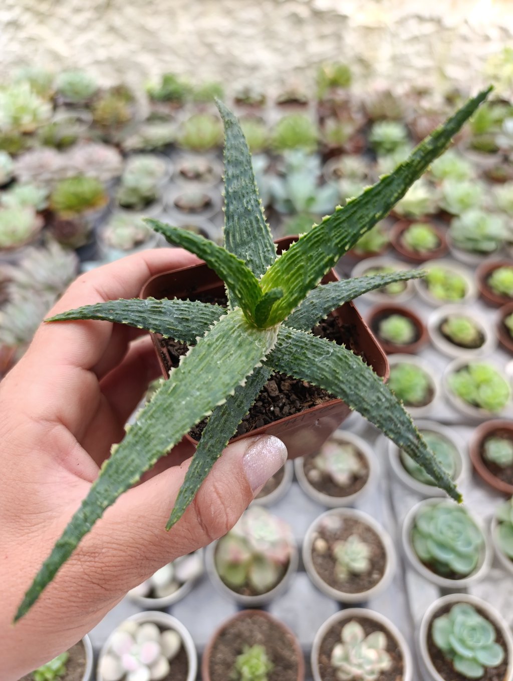 Aloe bright star 