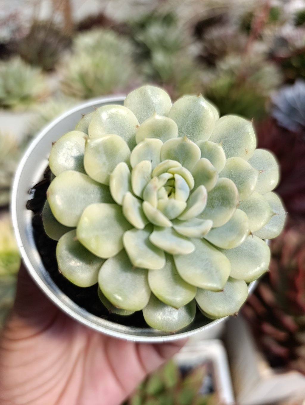 Mínima variegata 