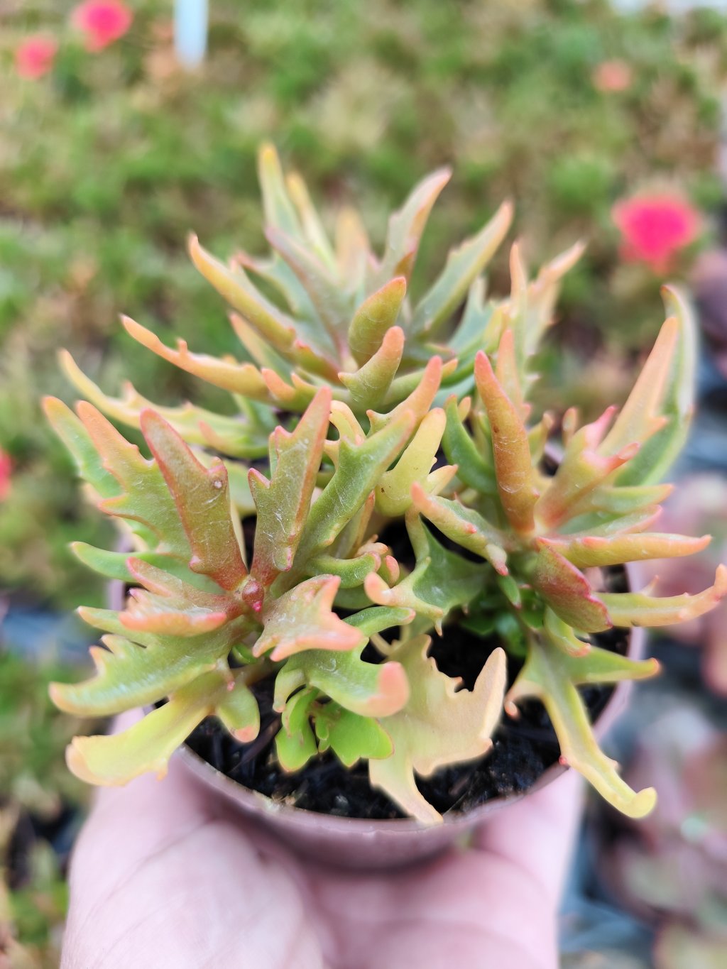 Kalanchoe spider