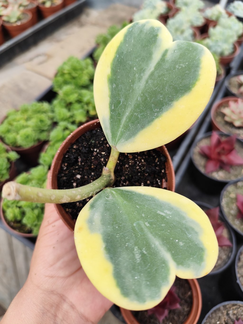 Hoya Kerry variegata (coração)