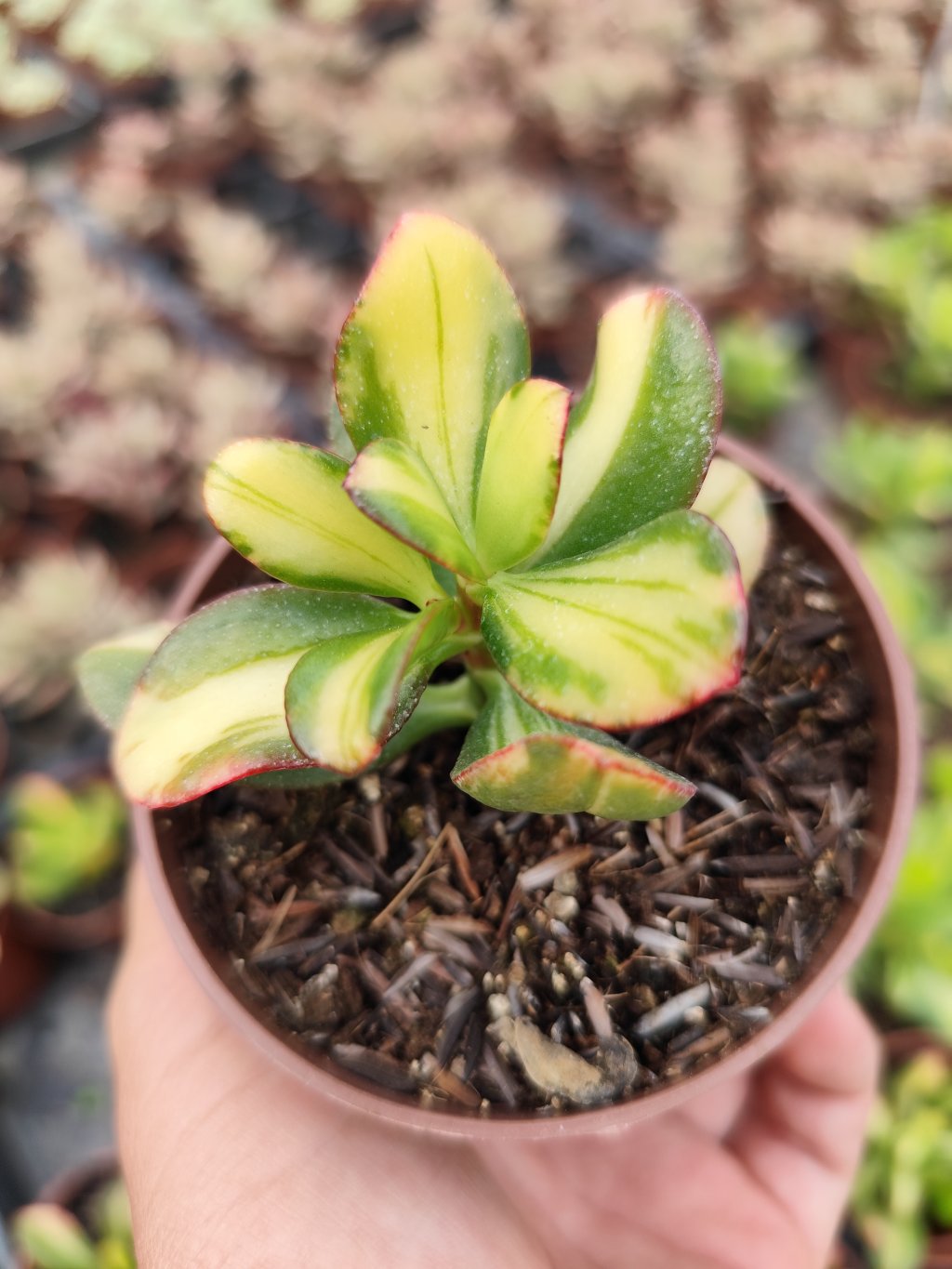 Crassula humel's sunset variegata 
