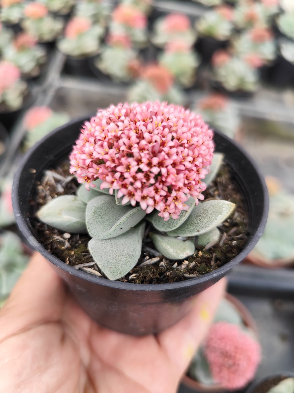 Crassula Morgain beauty