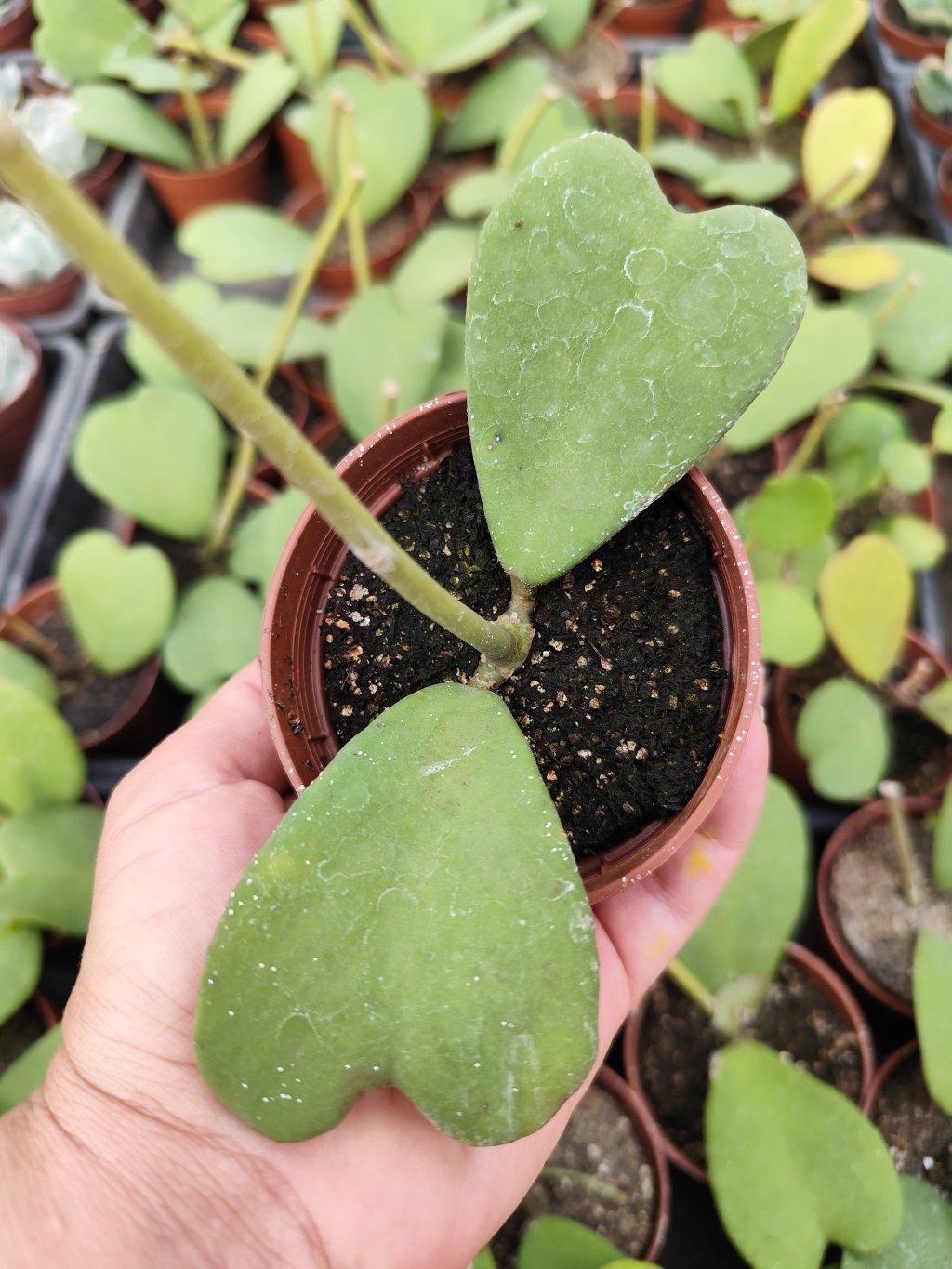 Hoya Kerry (coração)