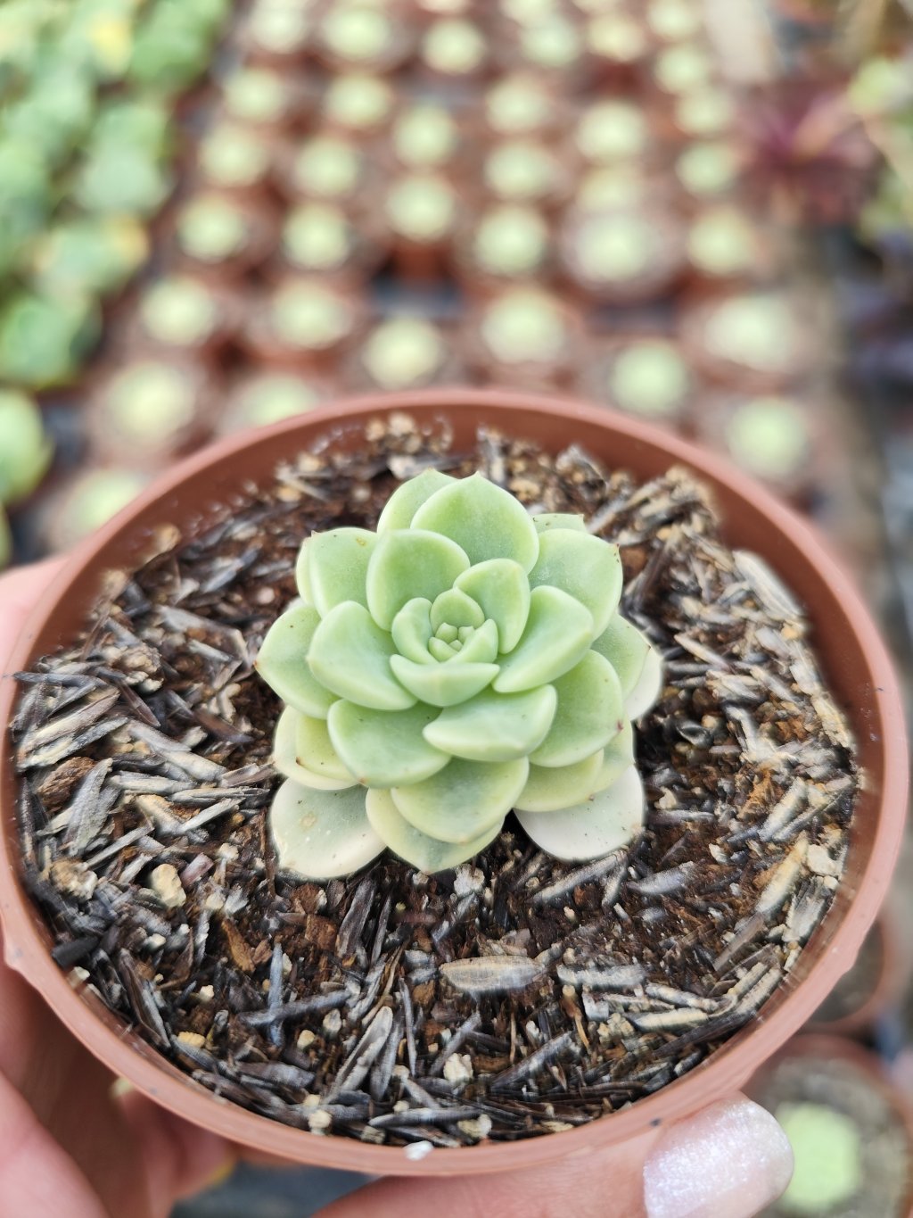 Tinkerbell variegata 