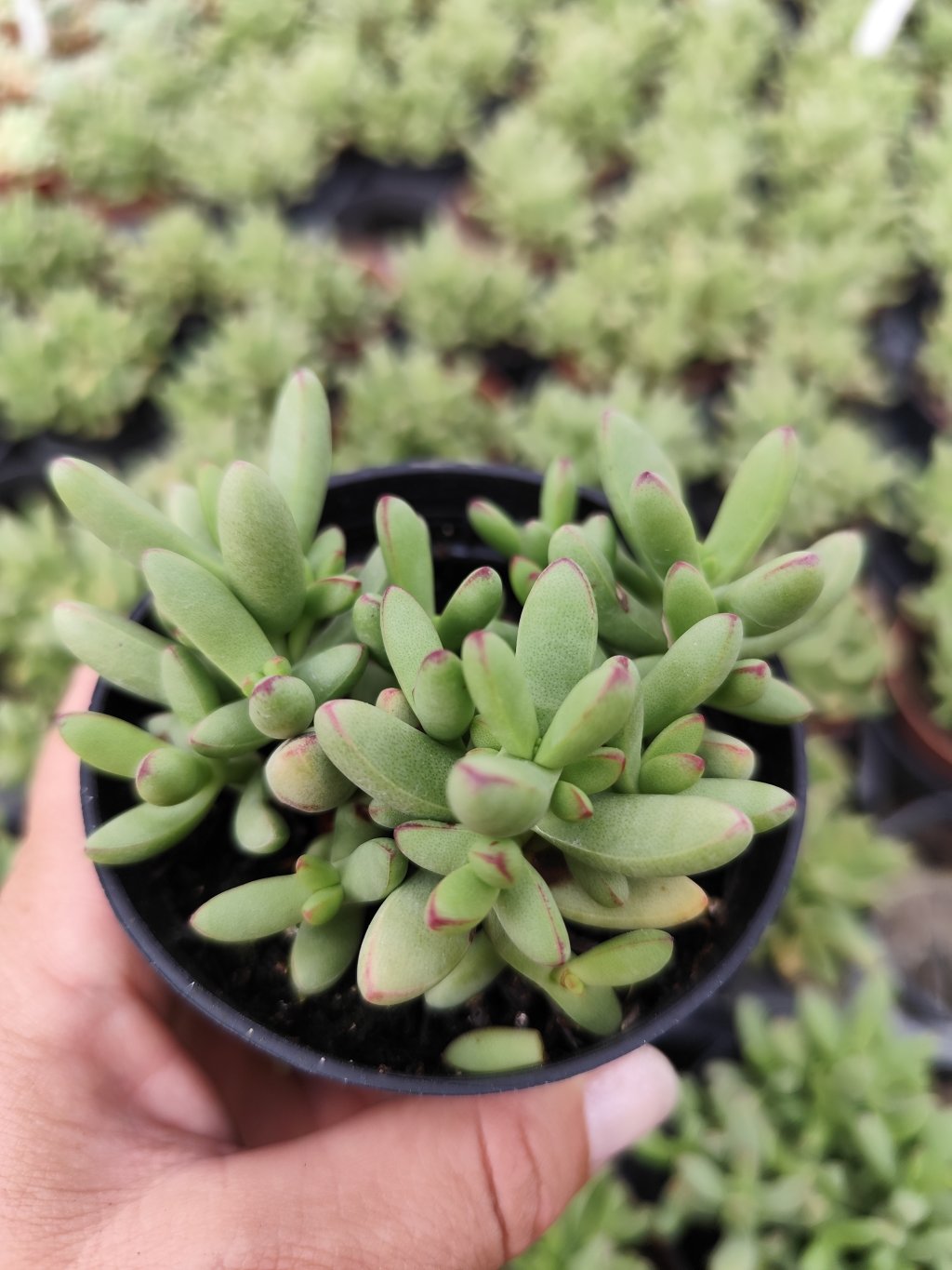 Crassula ludritis 