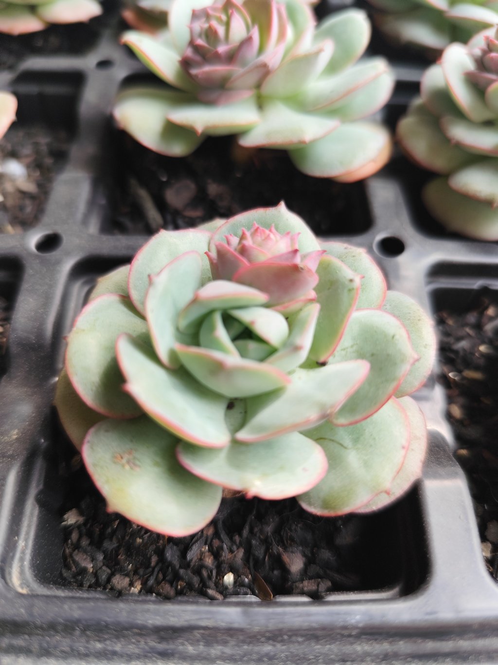Gloria pt08