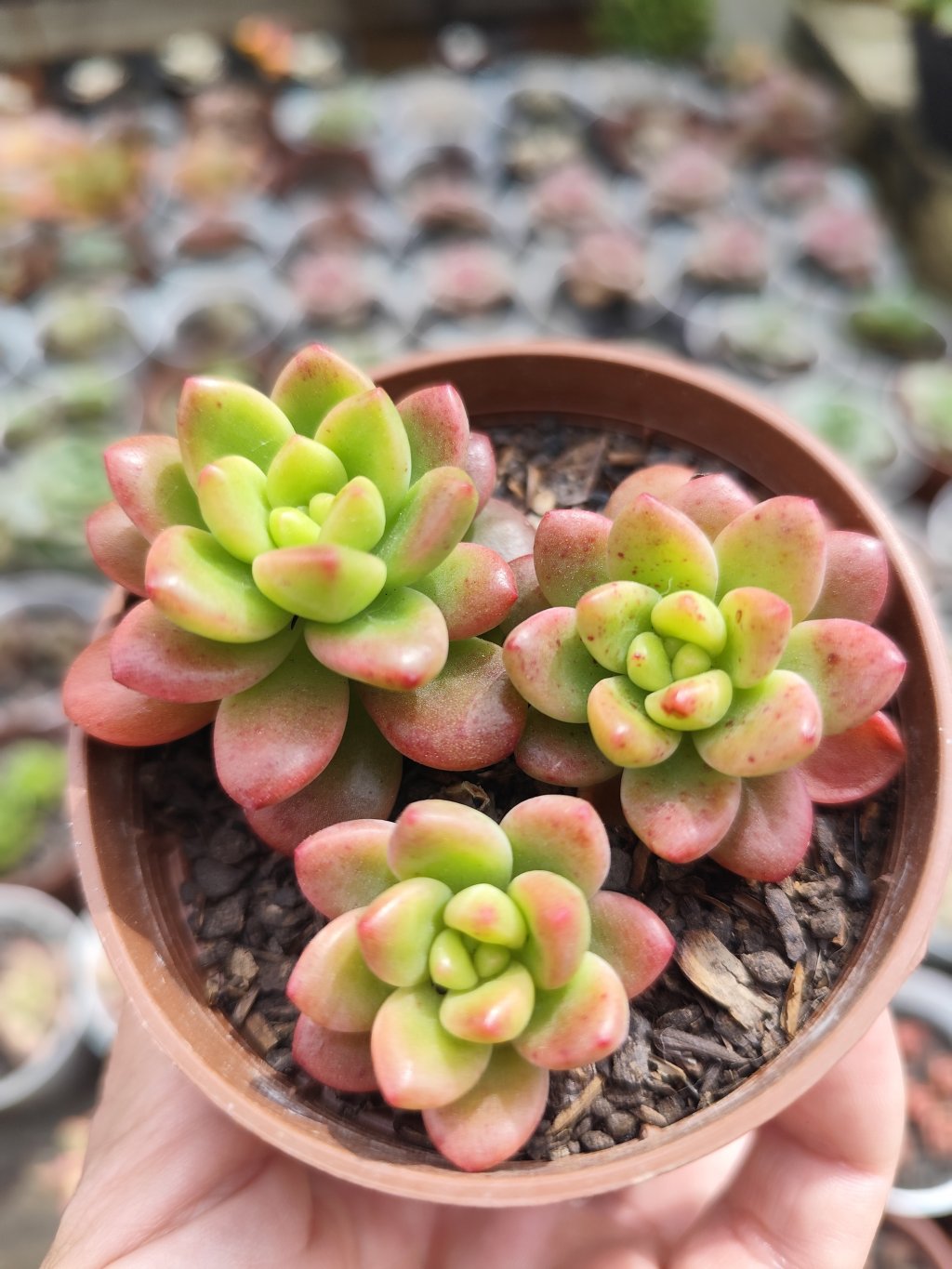 Shangrilá variegata 