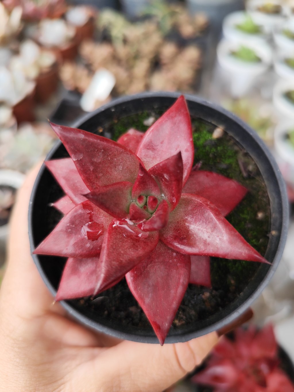 Agavoide atlas 