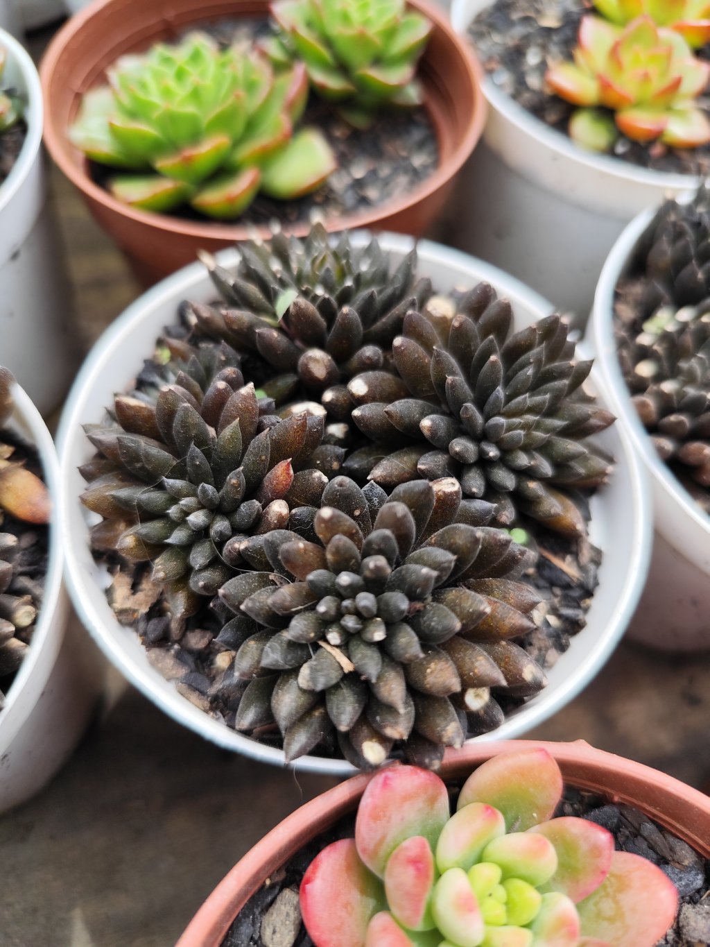 Sinocrassula yunanensis 