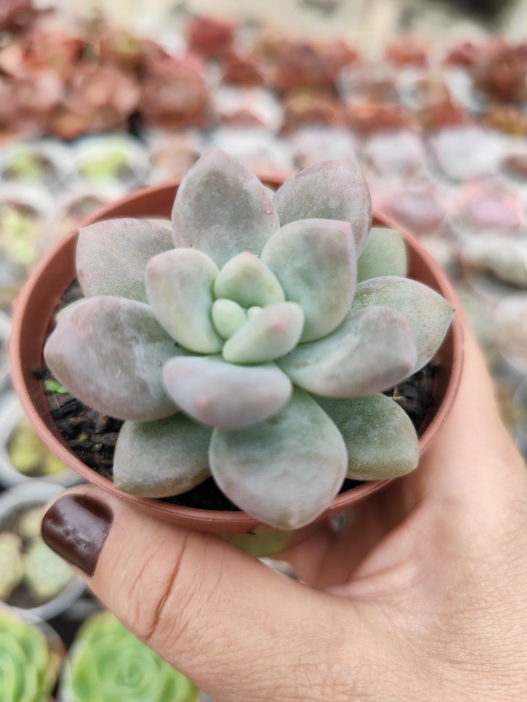 Pachyveria blue bird 