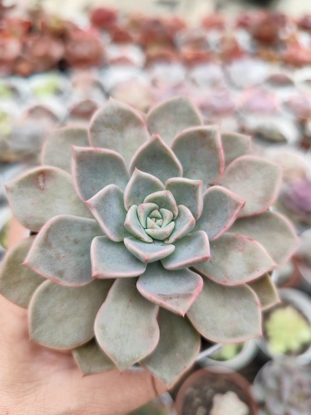 Echeveria Scarlett 