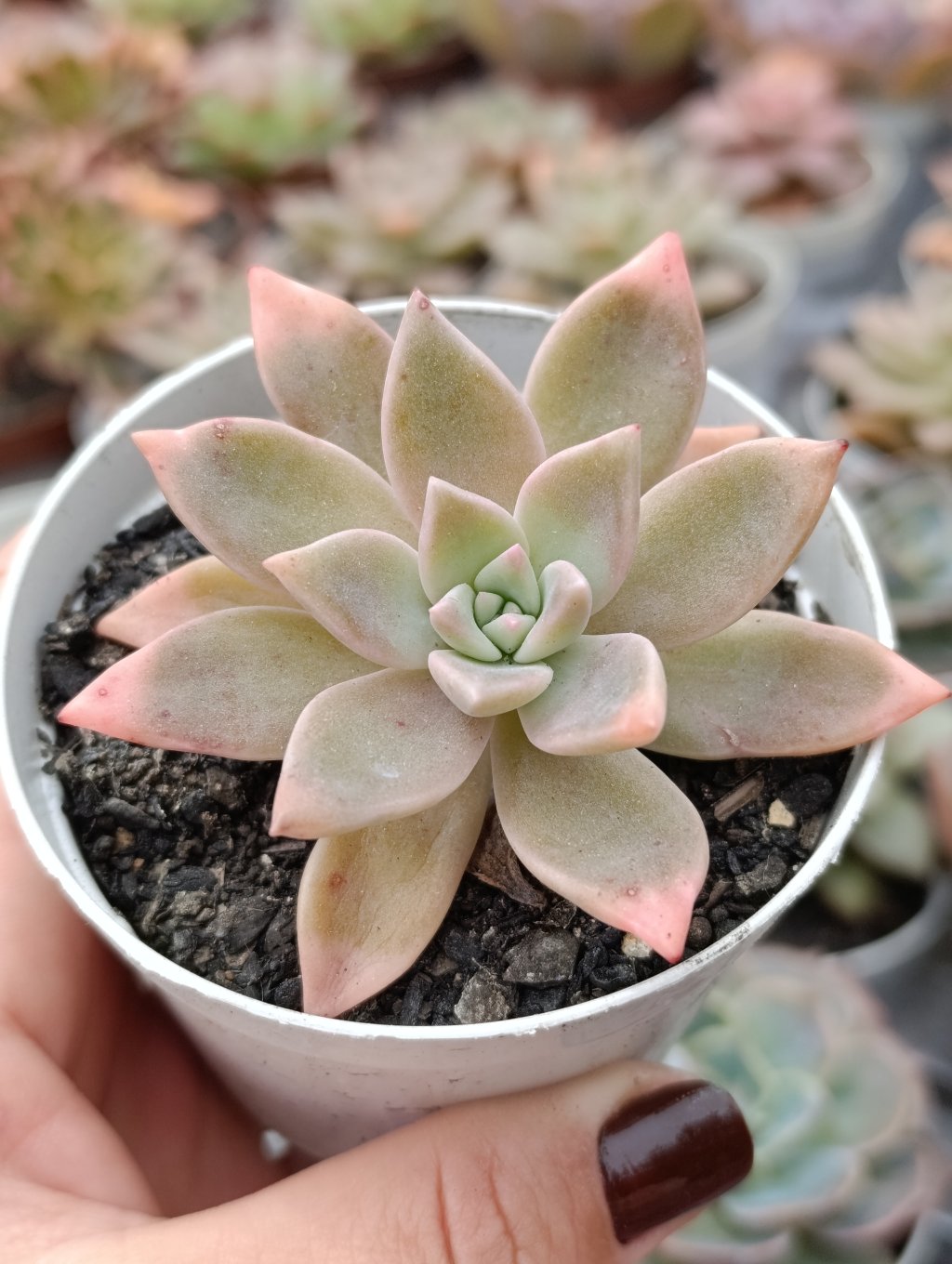 Paraguayense variegata 