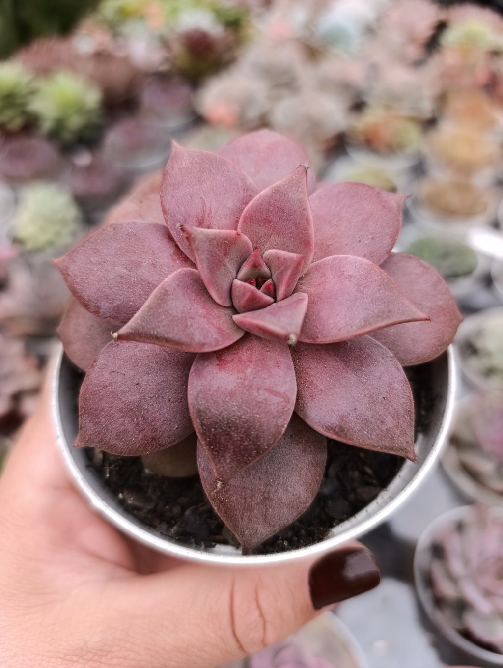 Pink marshmallow 