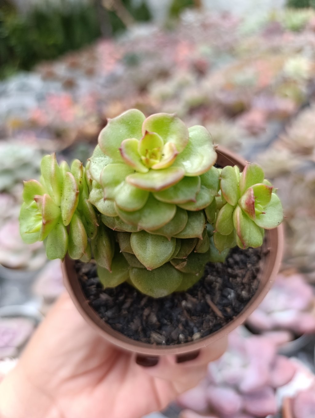 Sedeveria holly 