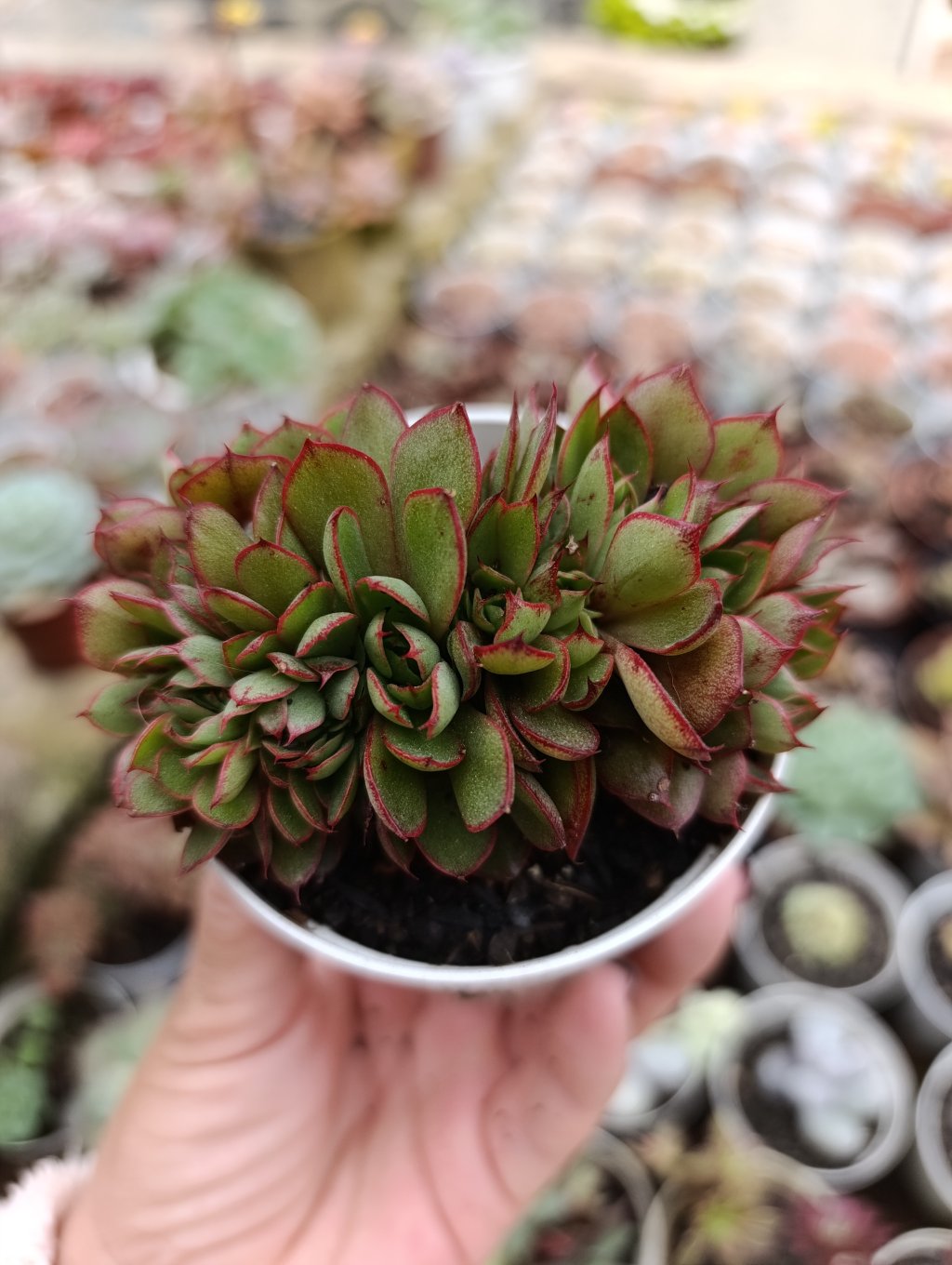 Yang jin cristata 