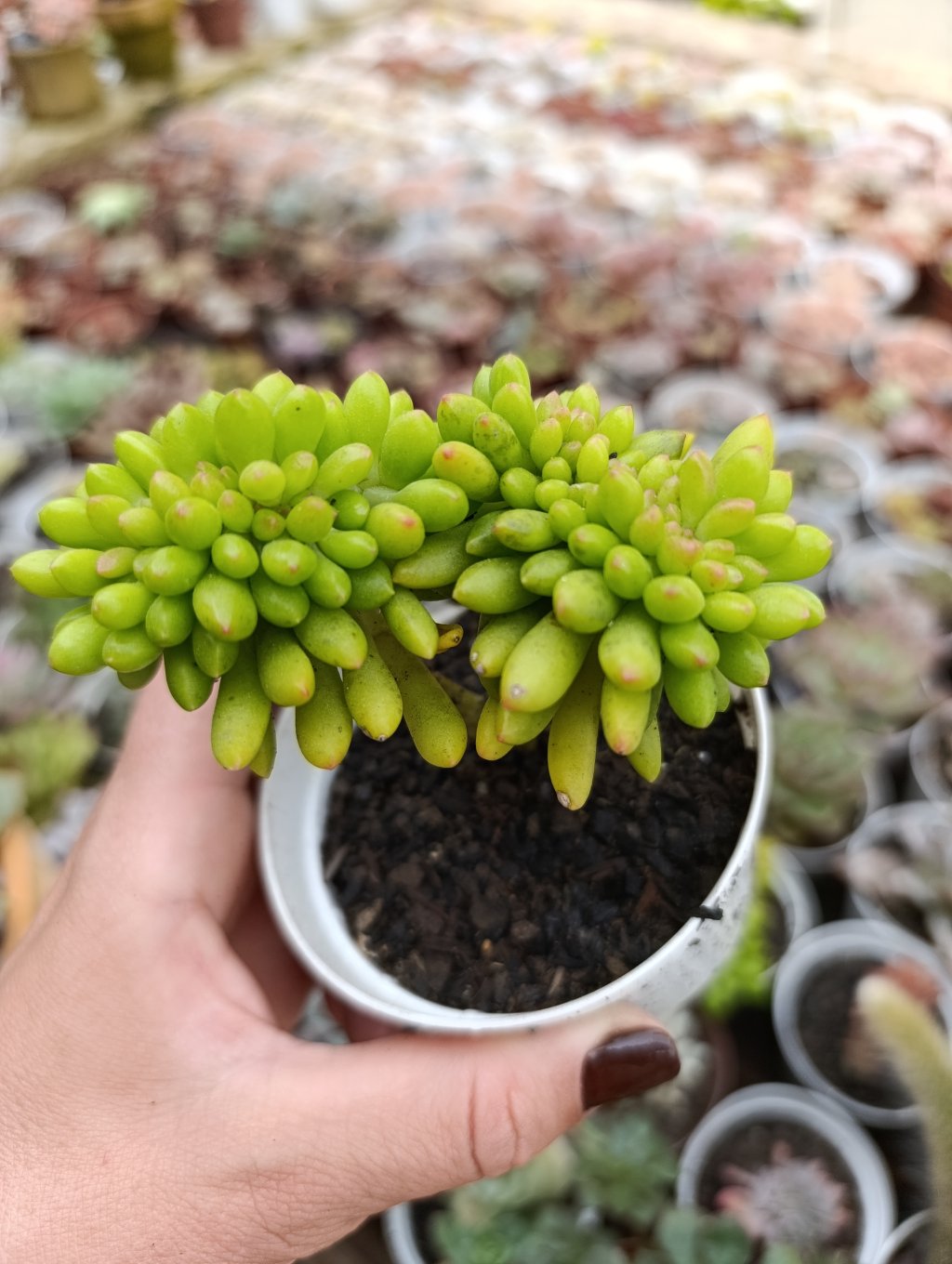 Alice Evans cristata 
