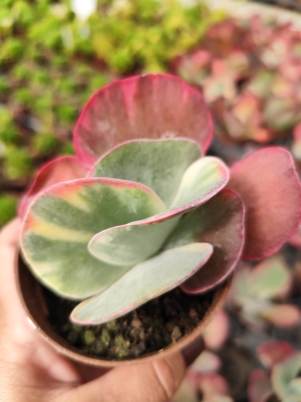 Kalanchoe fantastic 