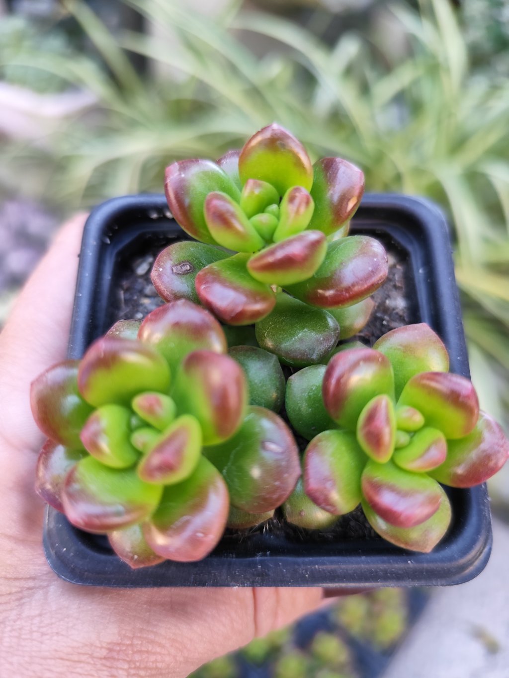 Graptosedum obesum