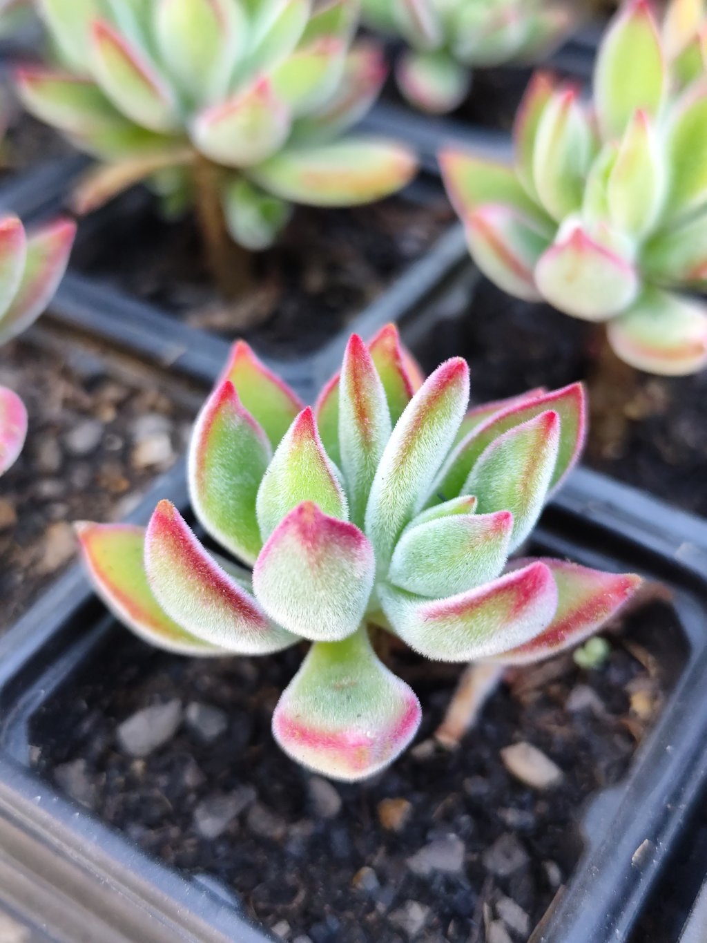 Pulvinata Rubi 