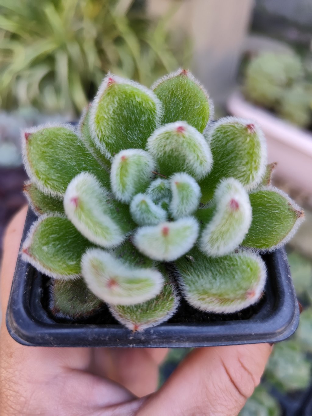Setosa Doris Taylor 
