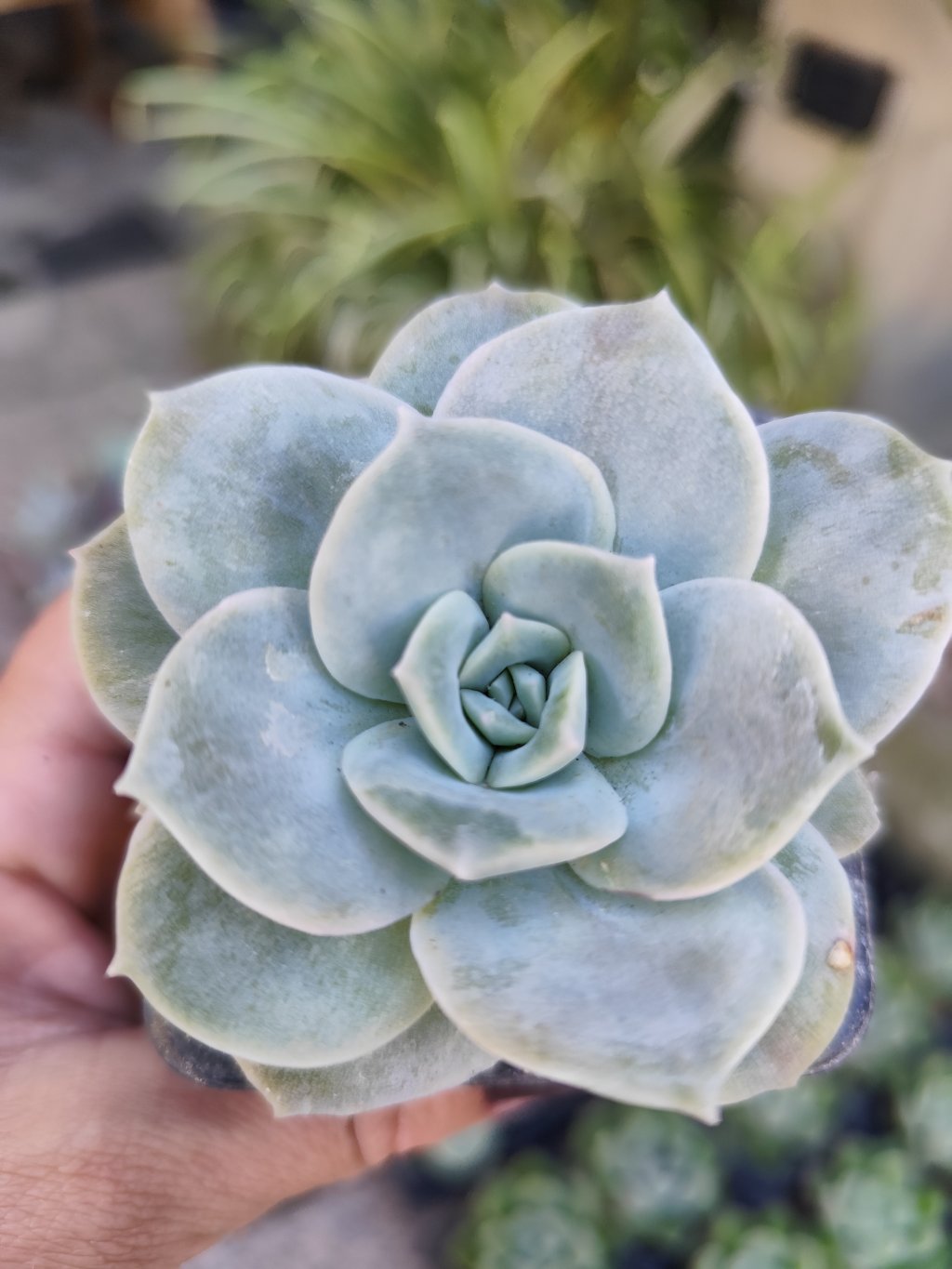 Lovely rose reversa 