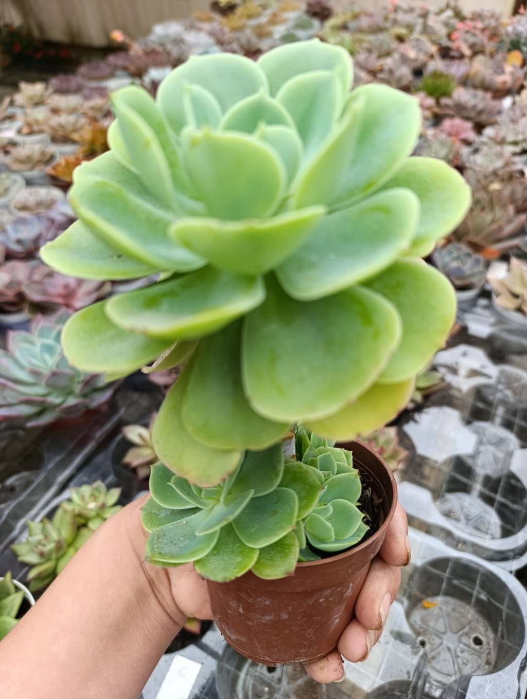 Lemon rose (colônia/ arvoreta)