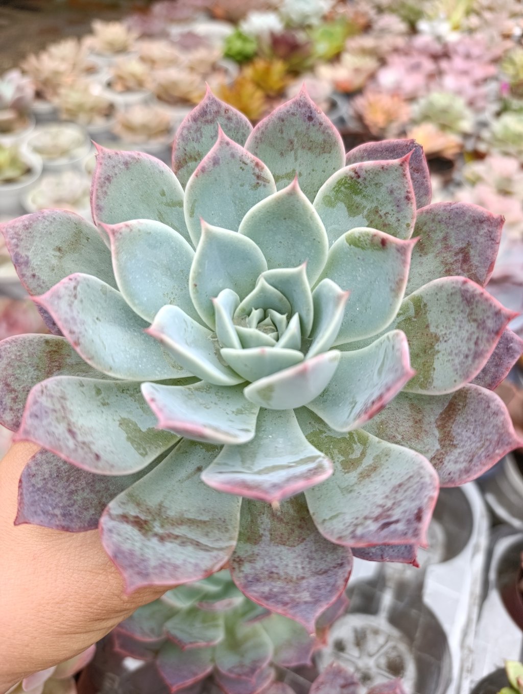 Pink bubble 