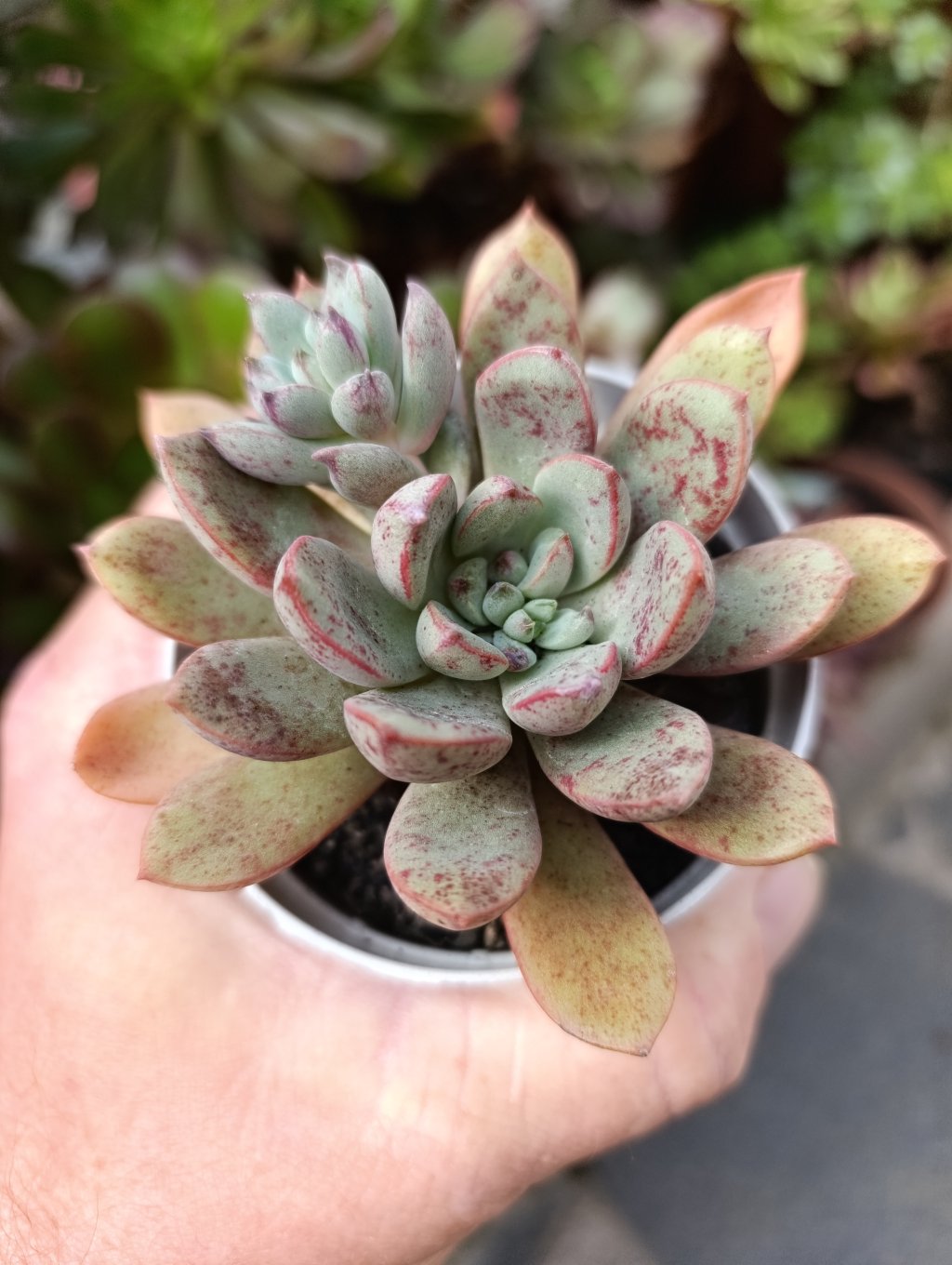 Morani x subcorymbosa
