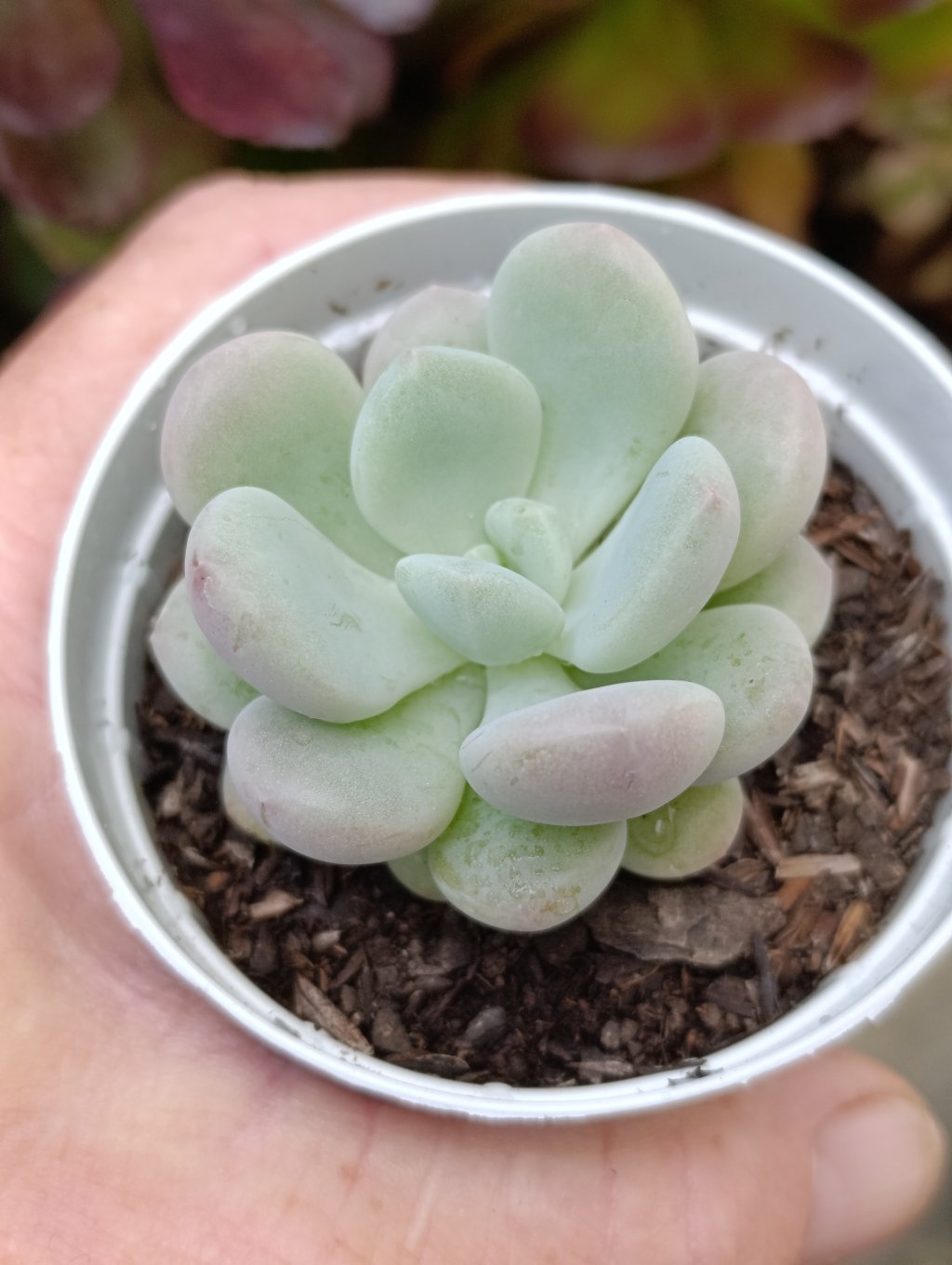 Cute Peach