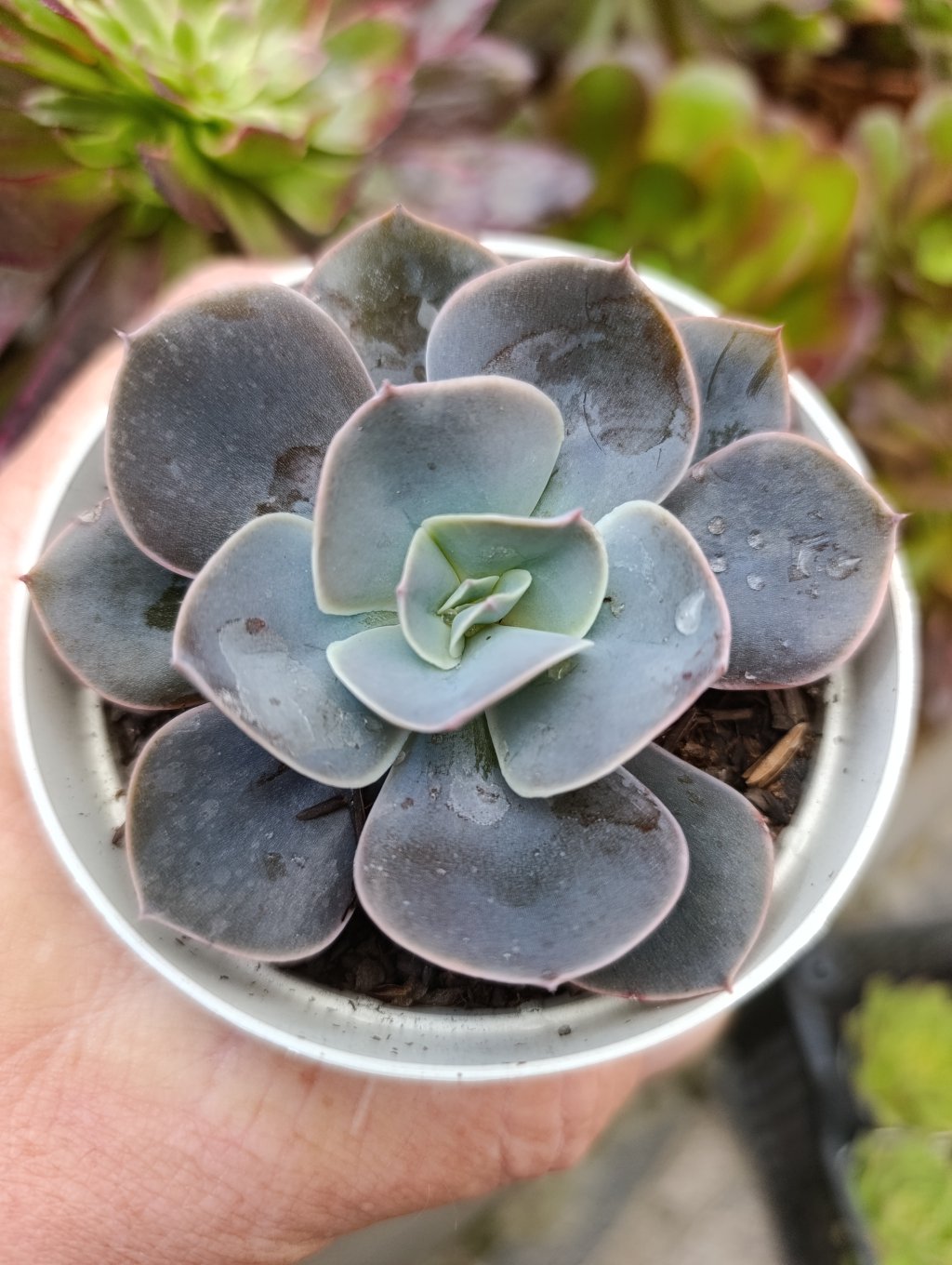 Rosaura 