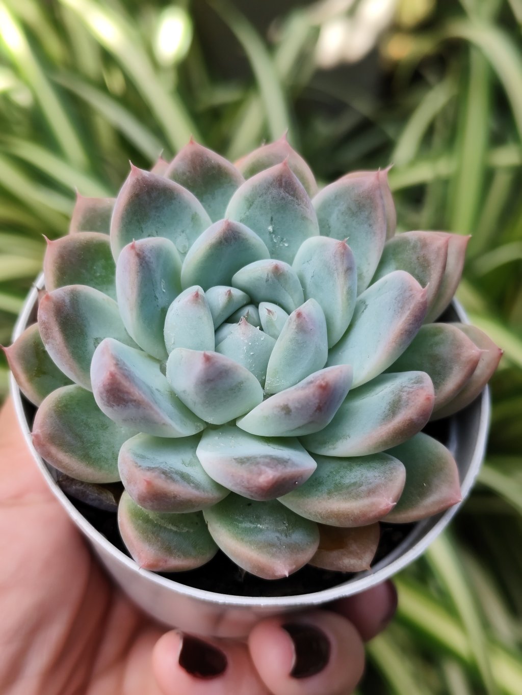 Dancing beauty