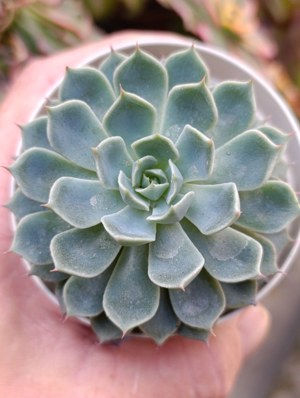 Alegra 