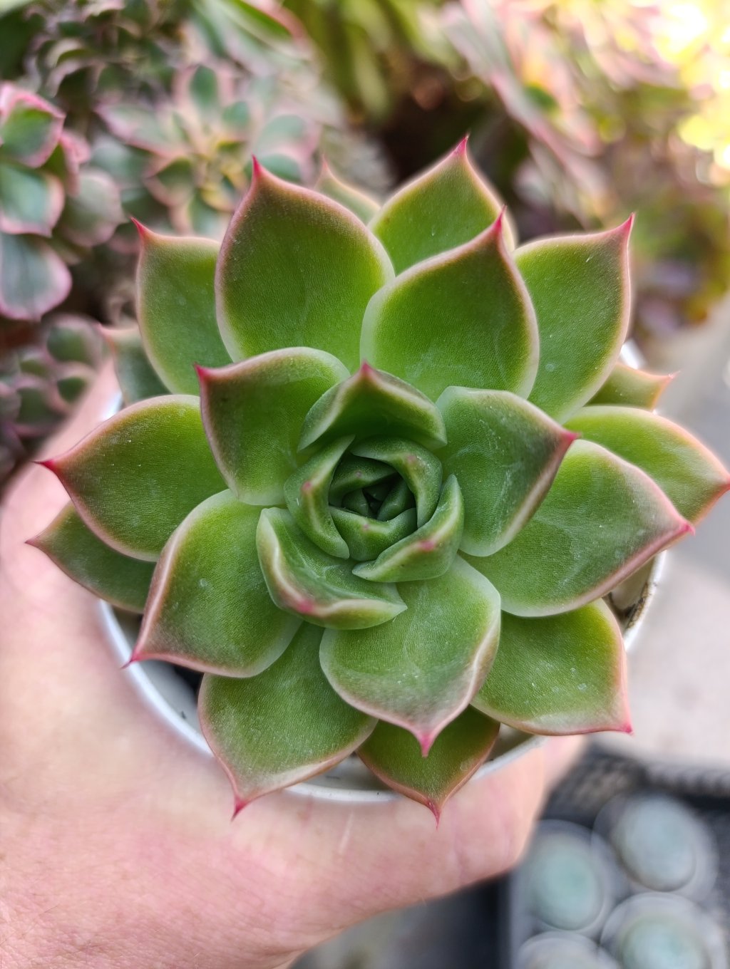 Pink marble 
