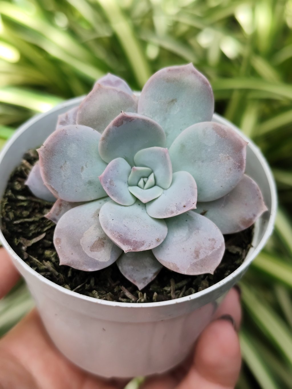 Sedum sinforossanum