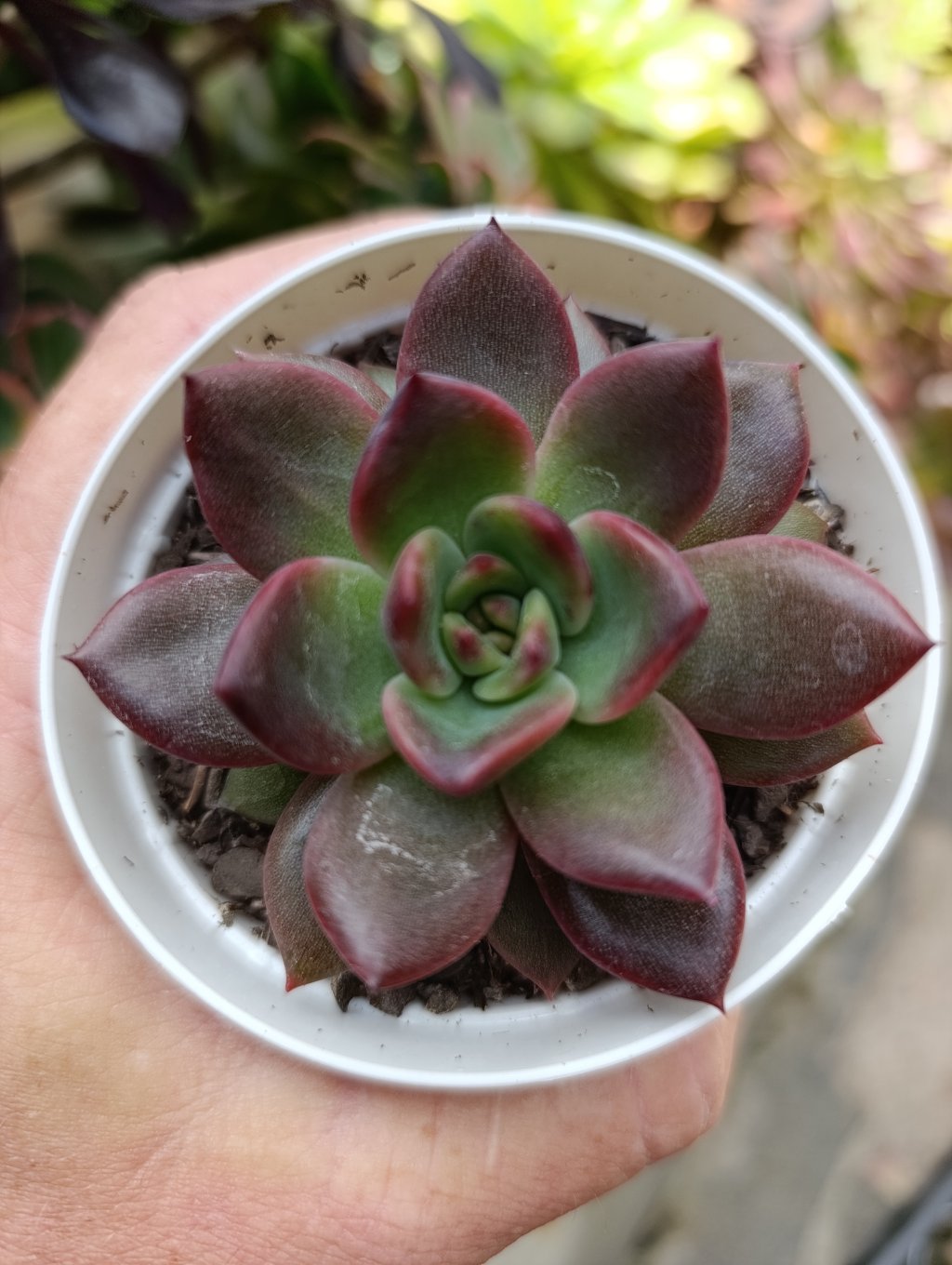 Purple microstar