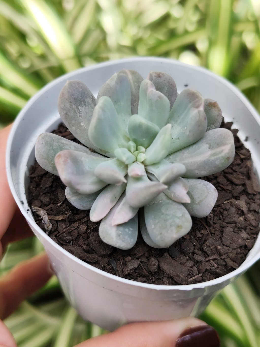 Albocarinata variegata 