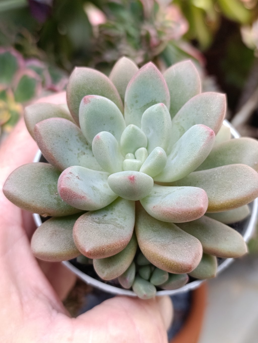 Candy Bean 