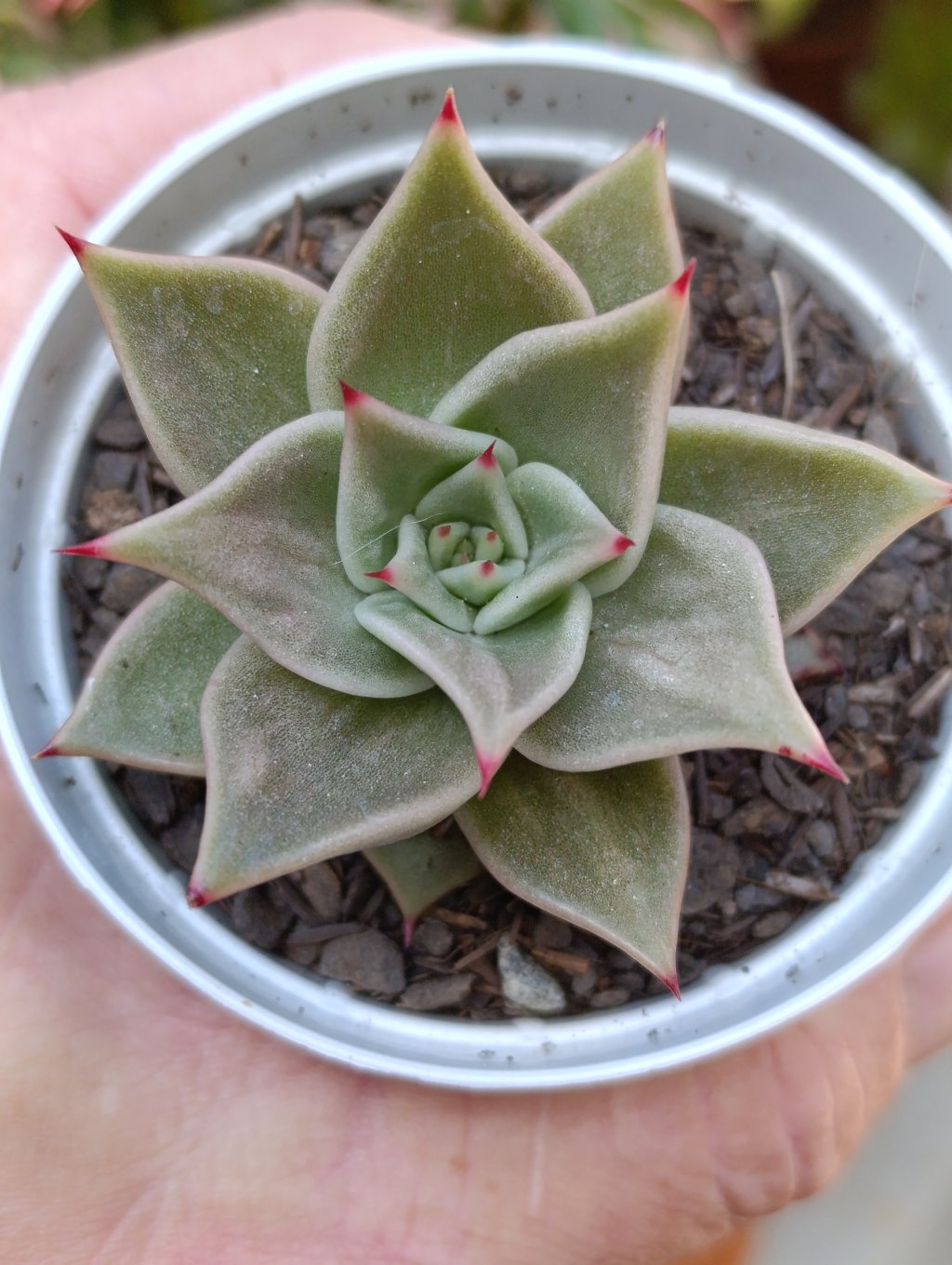 Jade star 