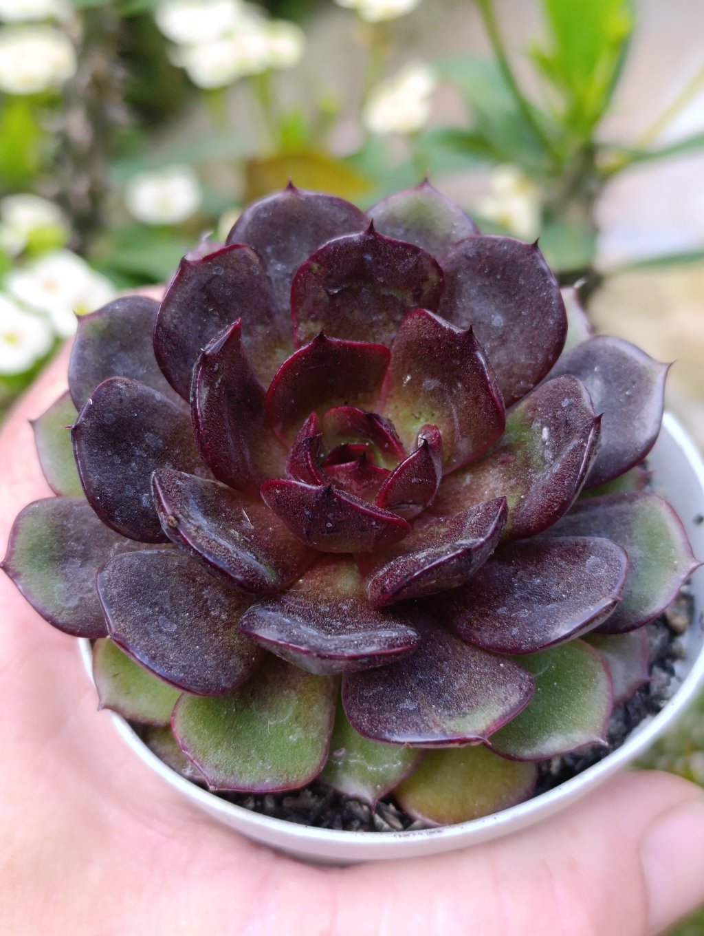 Black tam