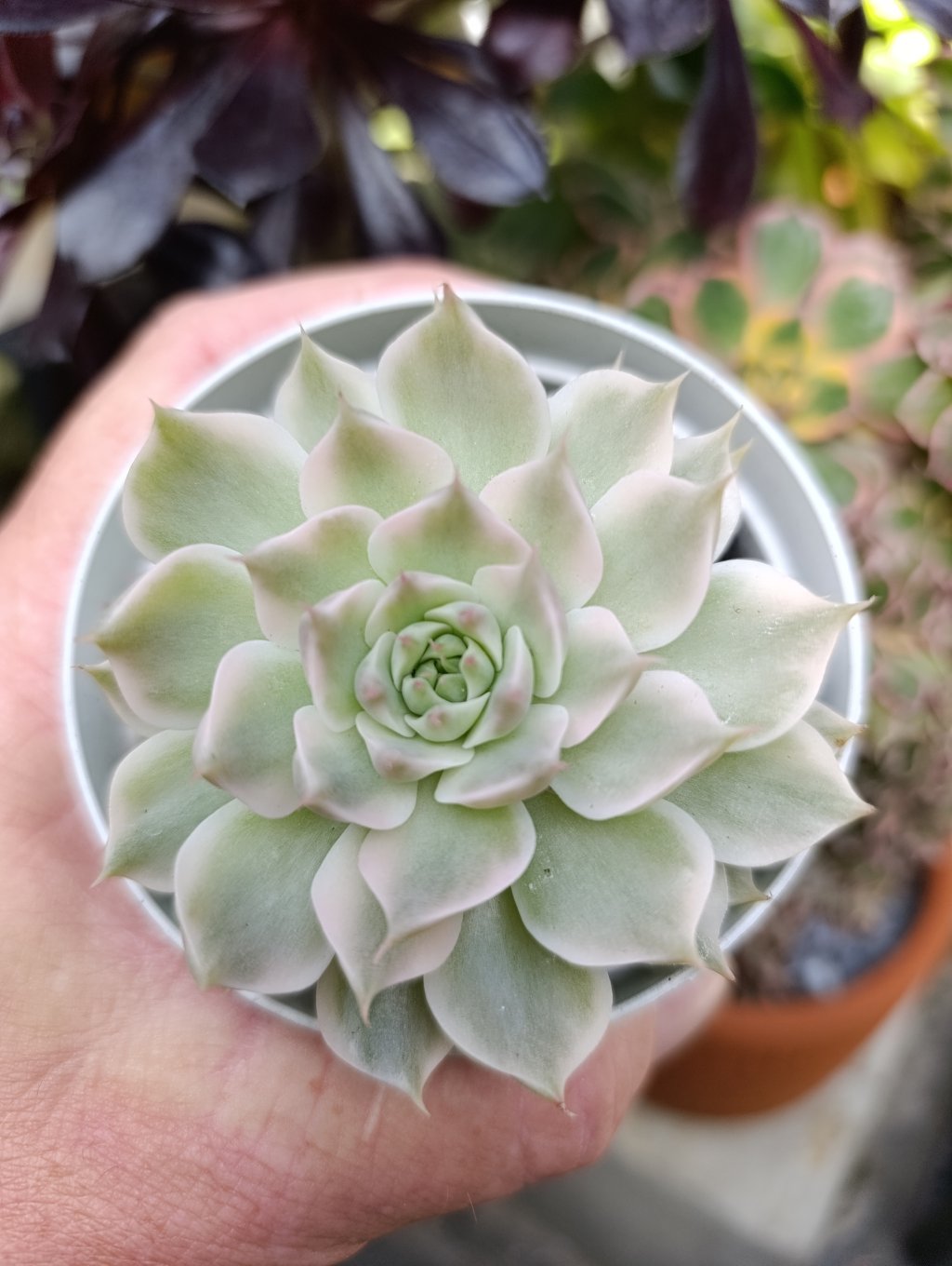 Margareth variegata