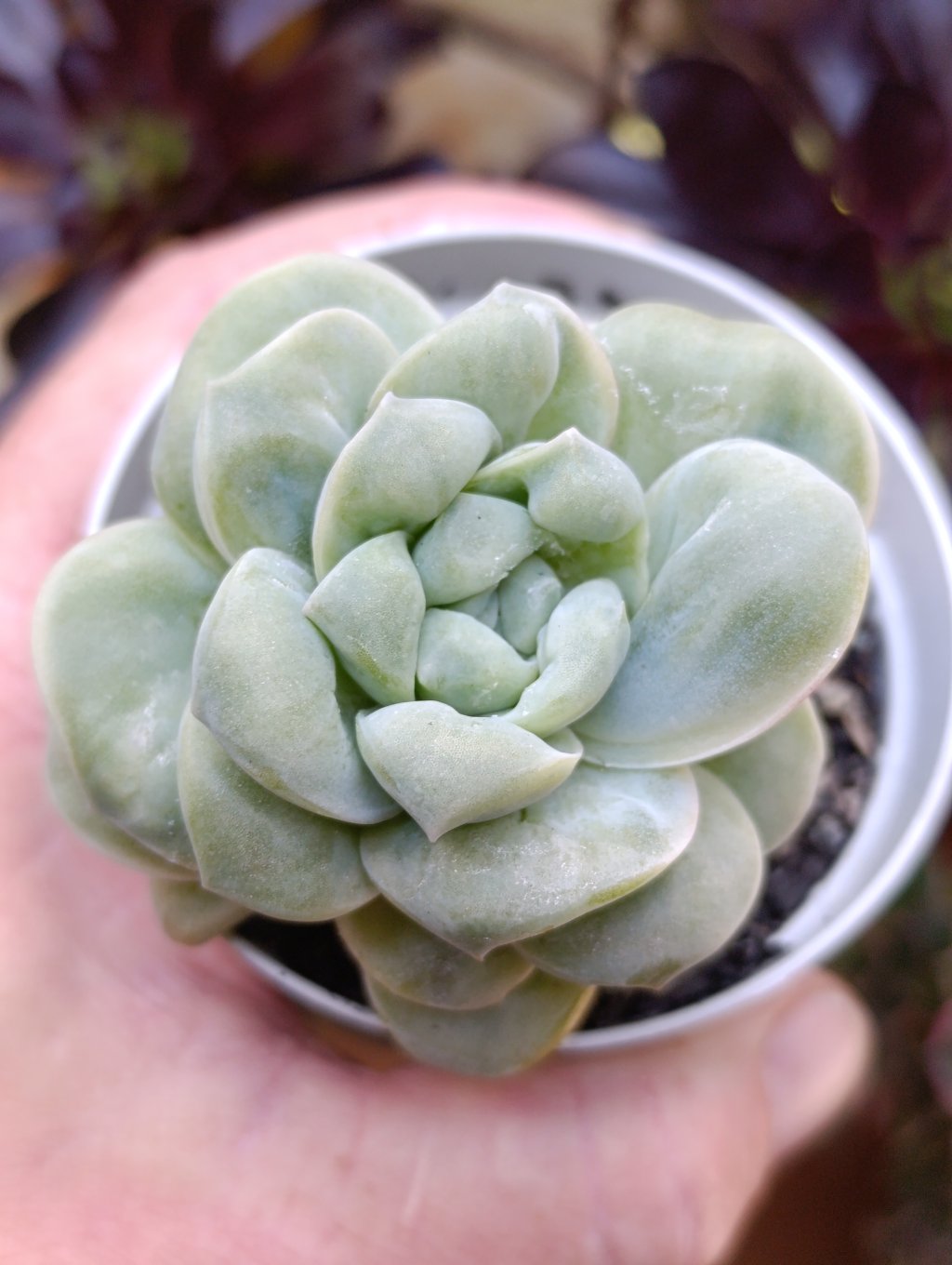 Lovely rose Bumps 