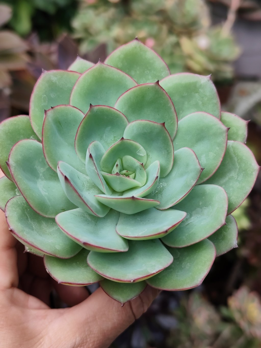 Polamela