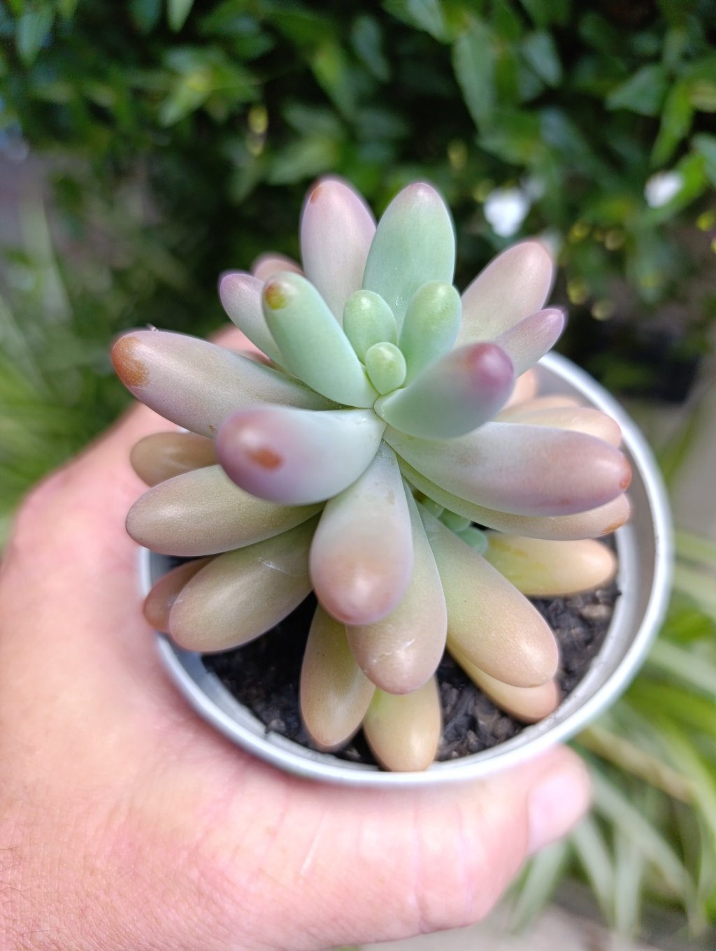 Fat star 